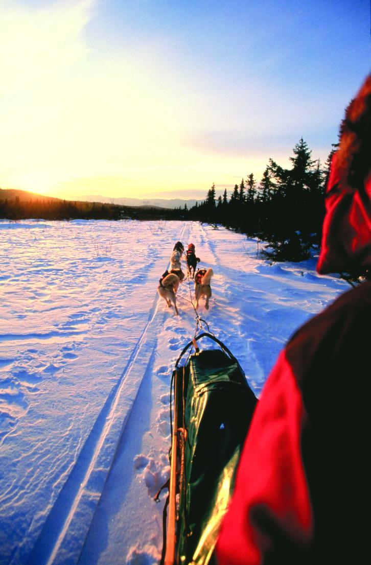 Dogsledding