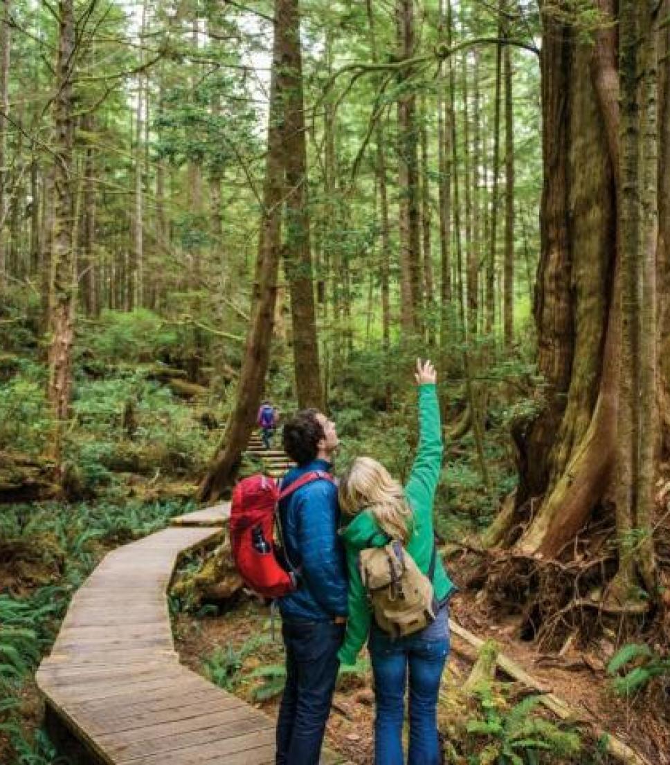 Backpackers walk a boardwalk through a tall forest