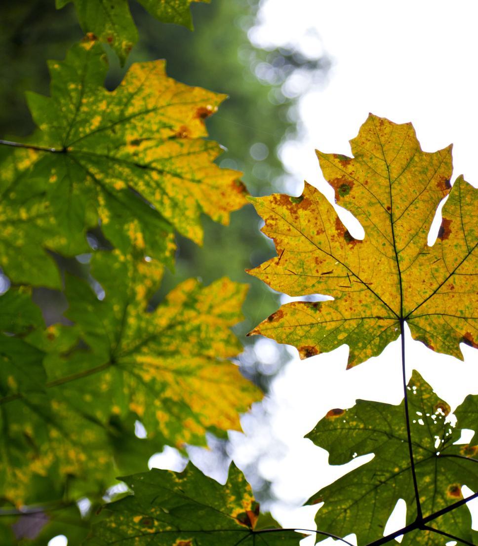 Les couleurs de l’automne en Colombie-Britannique