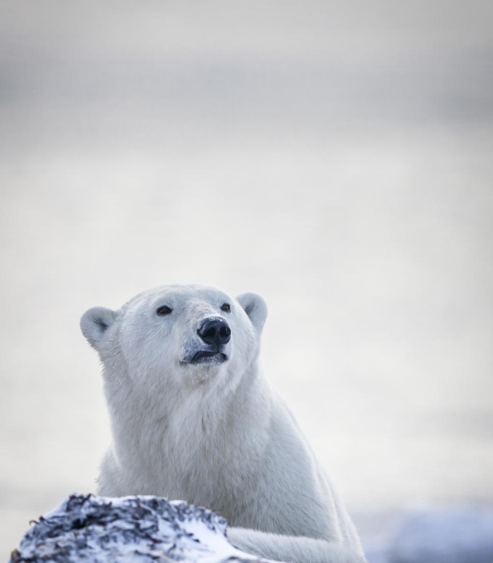 Polar Bears - Nunavut