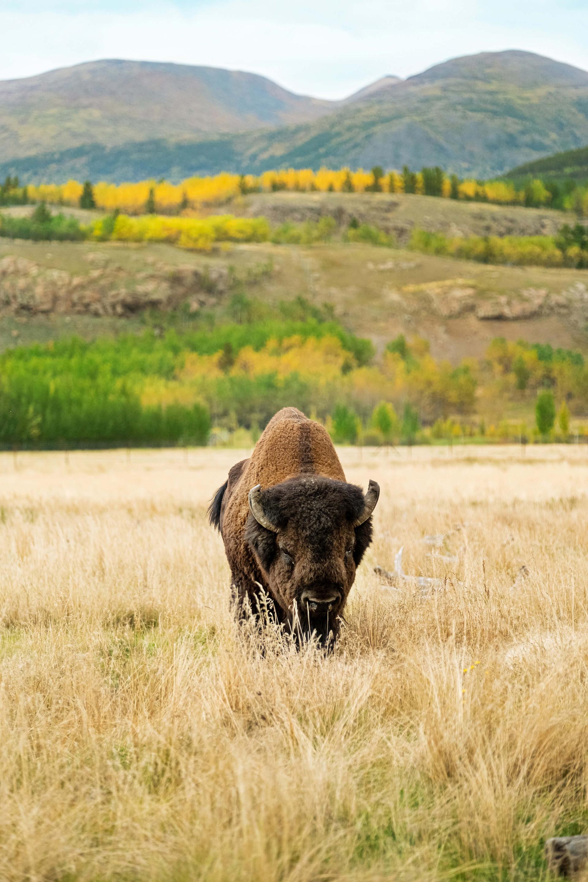 A bison in a field in the Yukon