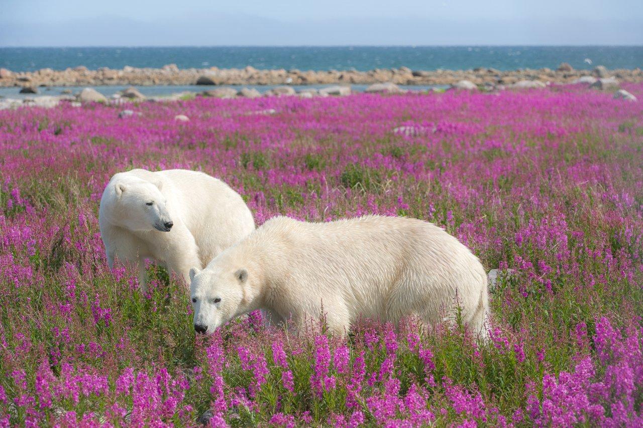 Two polar bears in a field of purple flowers