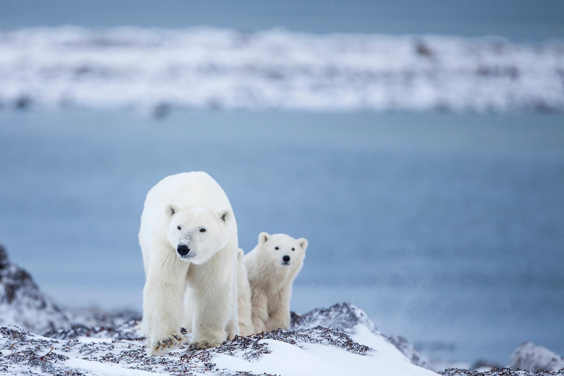 Two polar bears stand on the rock near the water