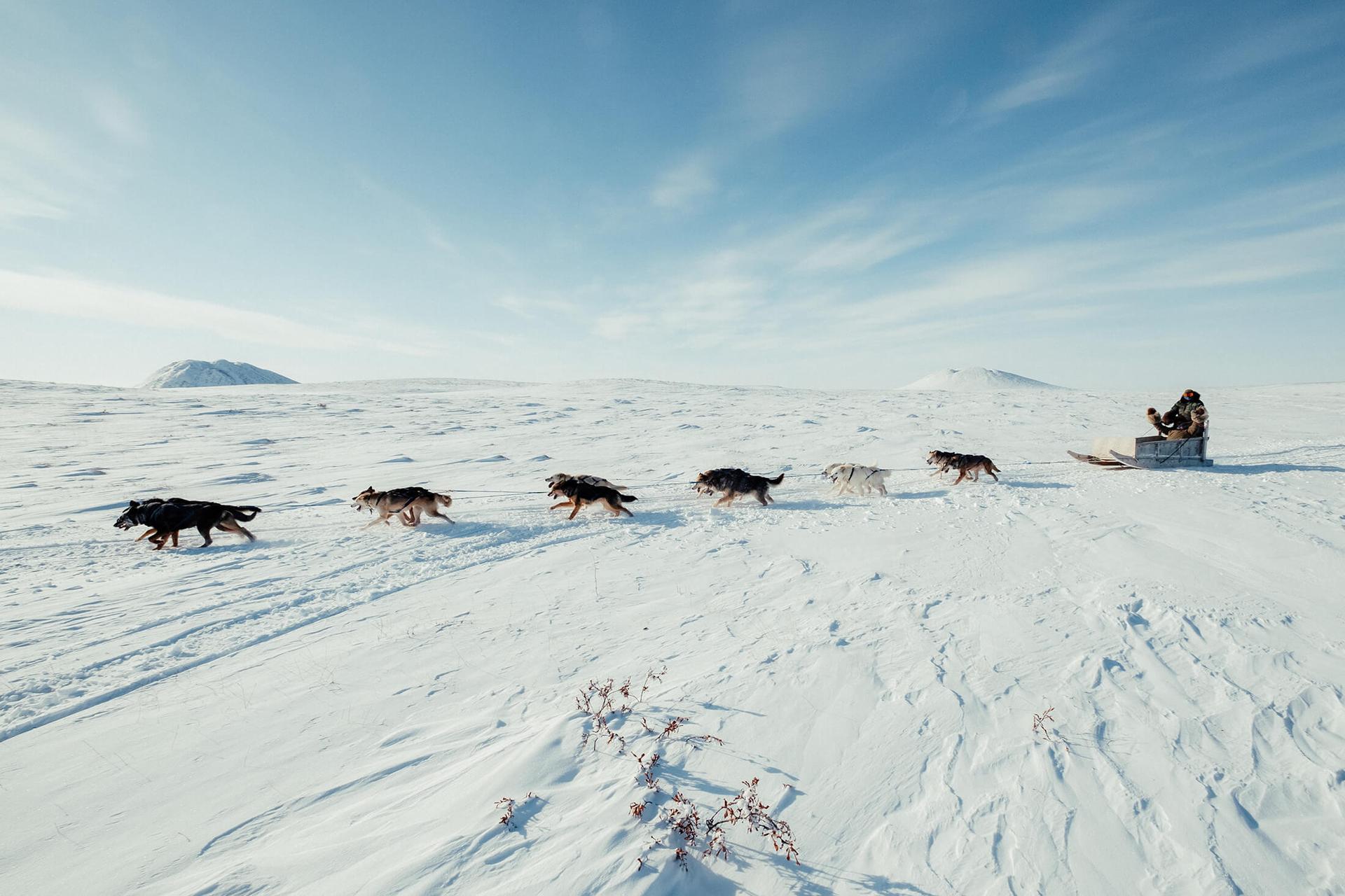 A person rides a dogsled with a team of dogs across a snowy plain