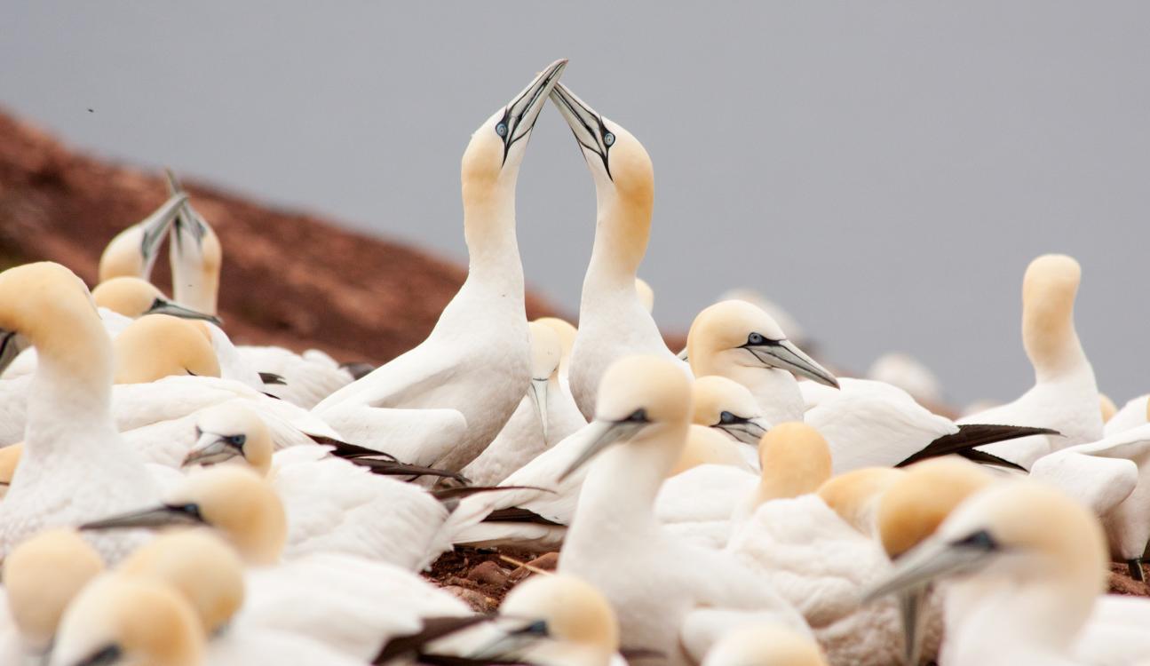 Northern Gannet birds in Parc National de l'Île-Bonaventure-et-du-Rocher-Percé