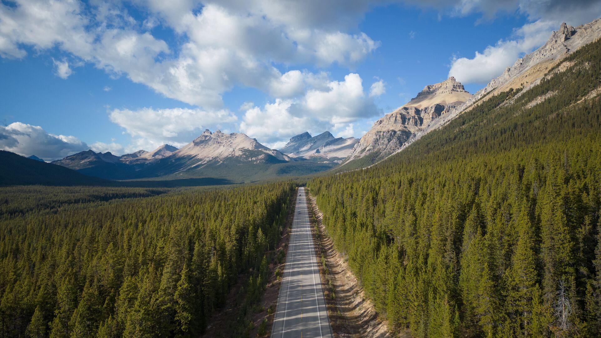 A road runs through a forest of evergreen trees with the Rocky Mountains in the background and a vast open sky above