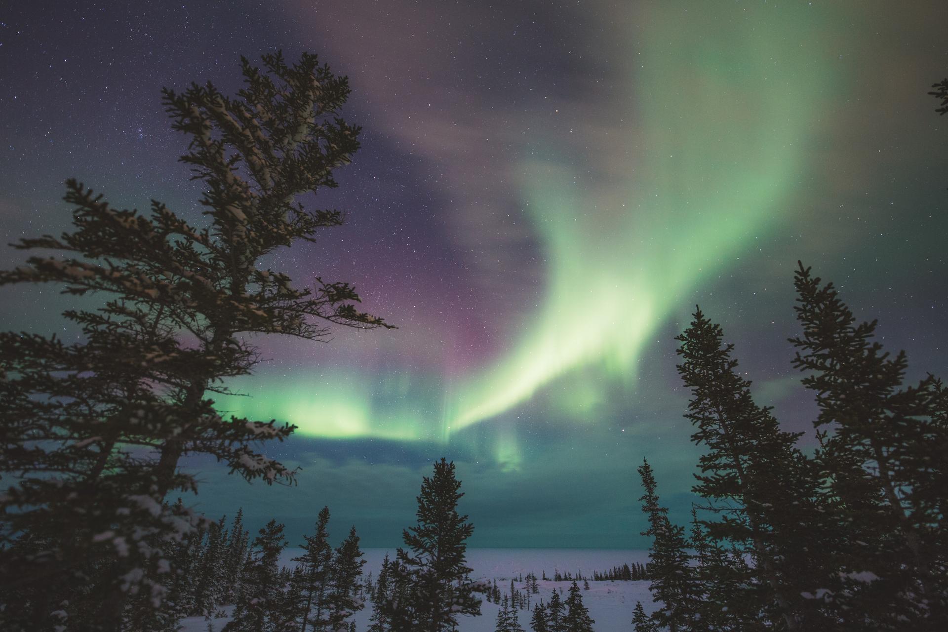 Northern lights over a coniferous forest