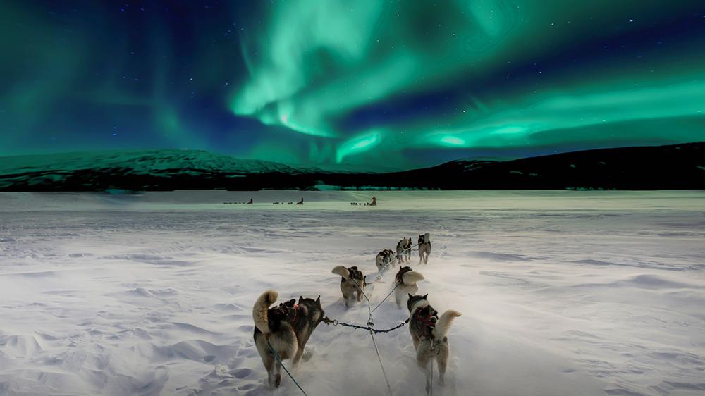 Sled dogs running in the snow with vibrant green Northern Lights in the sky