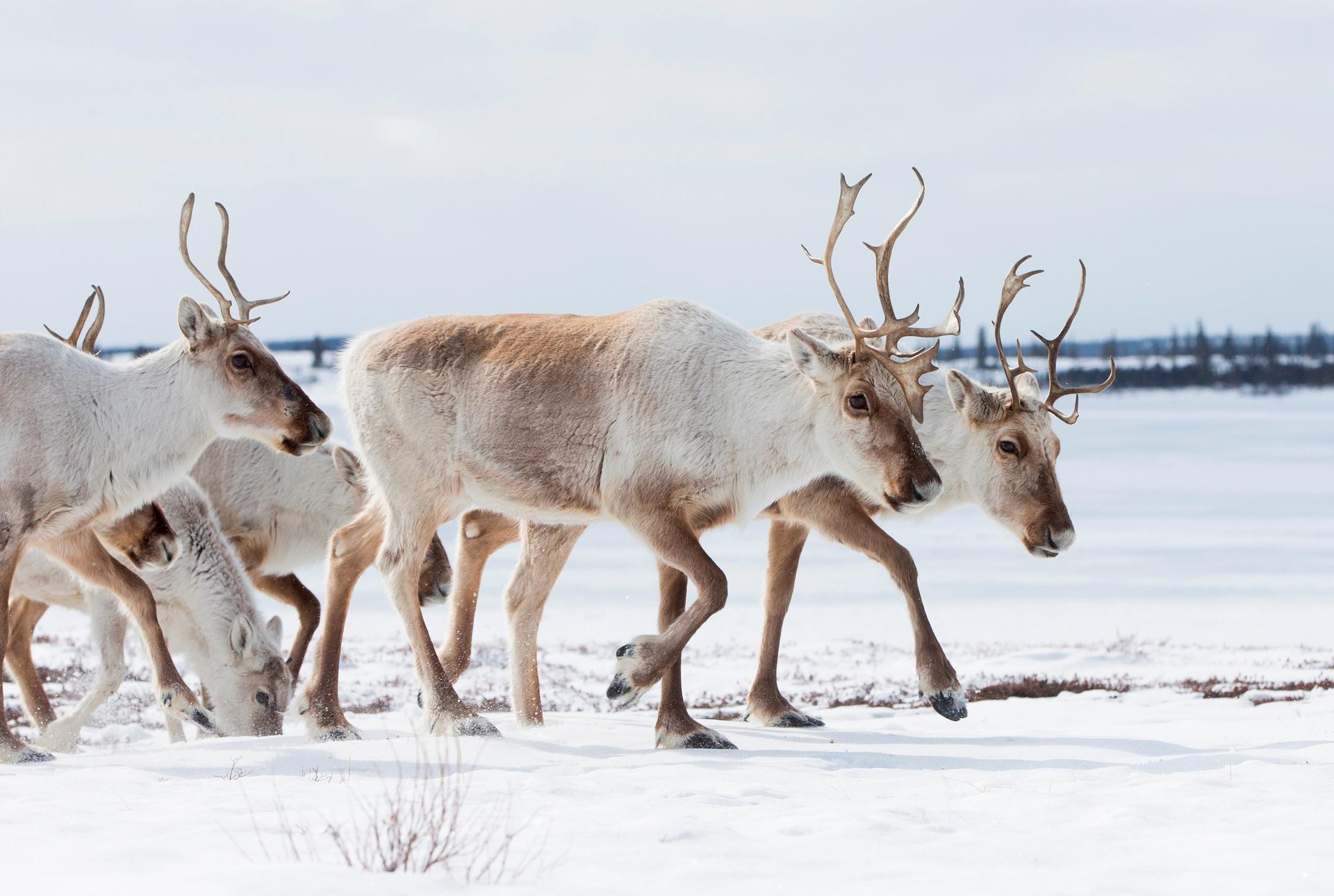 A group of caribou in the midst of migrating across a snowy plain