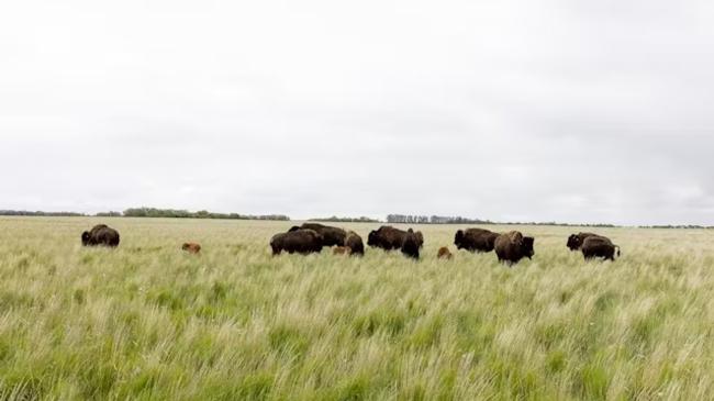 カナダの大平原 先住民の過去・現在・未来を映す