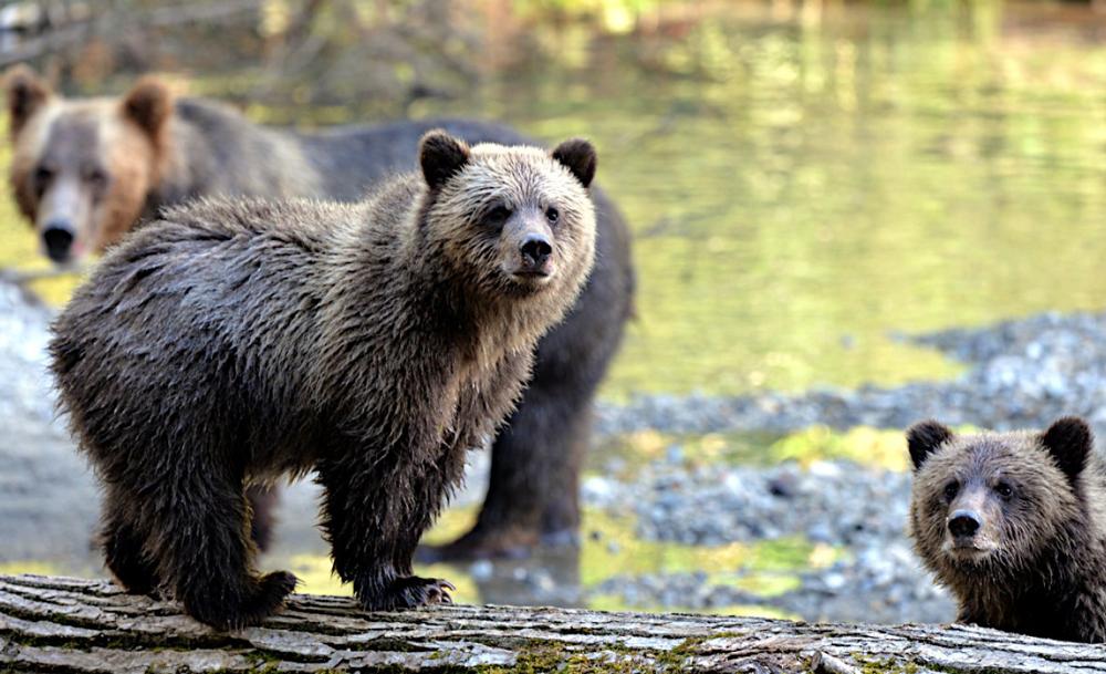 ホマルコ・ワイルドライフ&カルチュラル・ツアー