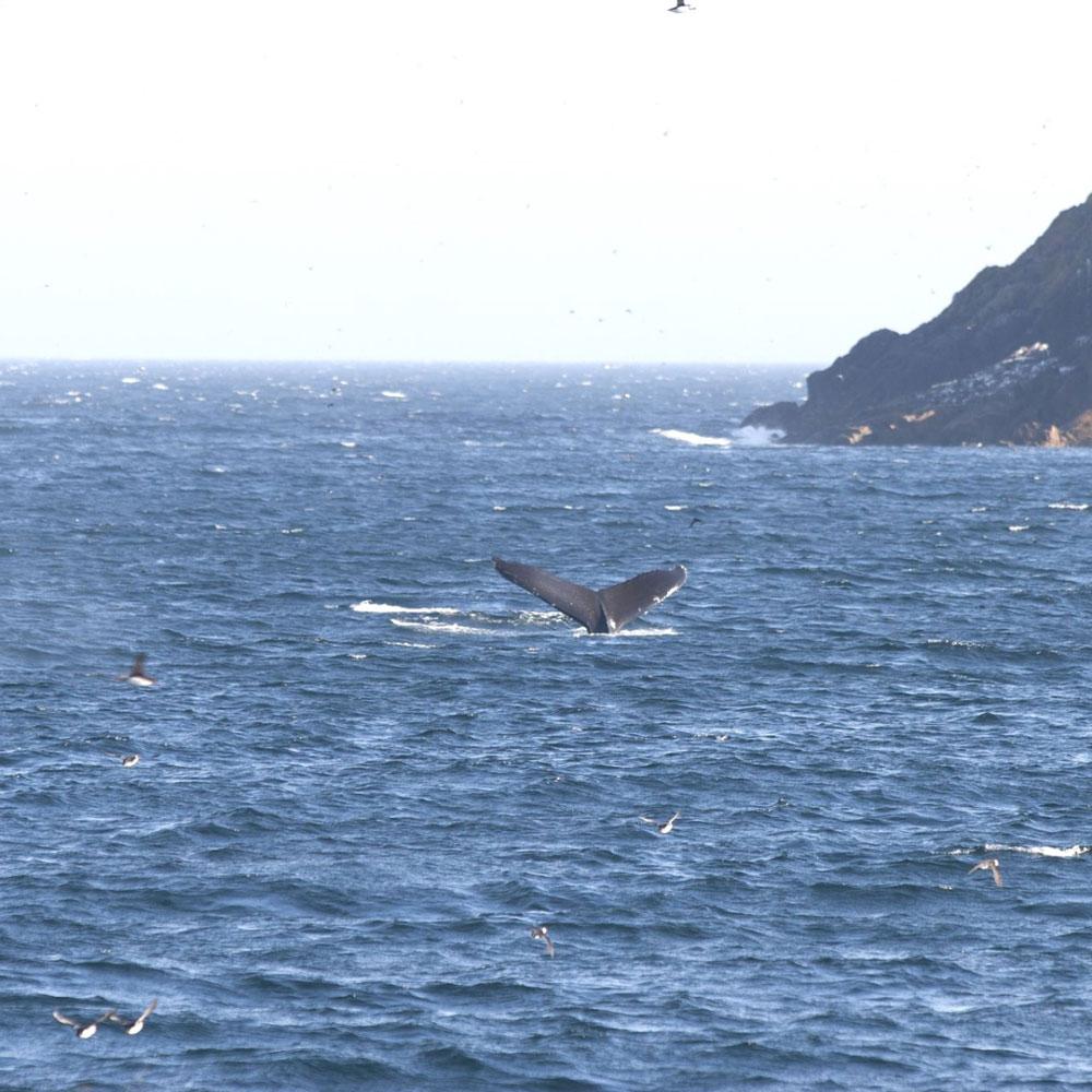 ホエール・ウォッチング