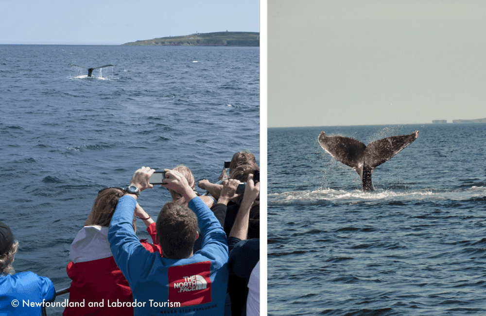 ホエール・ウォッチング