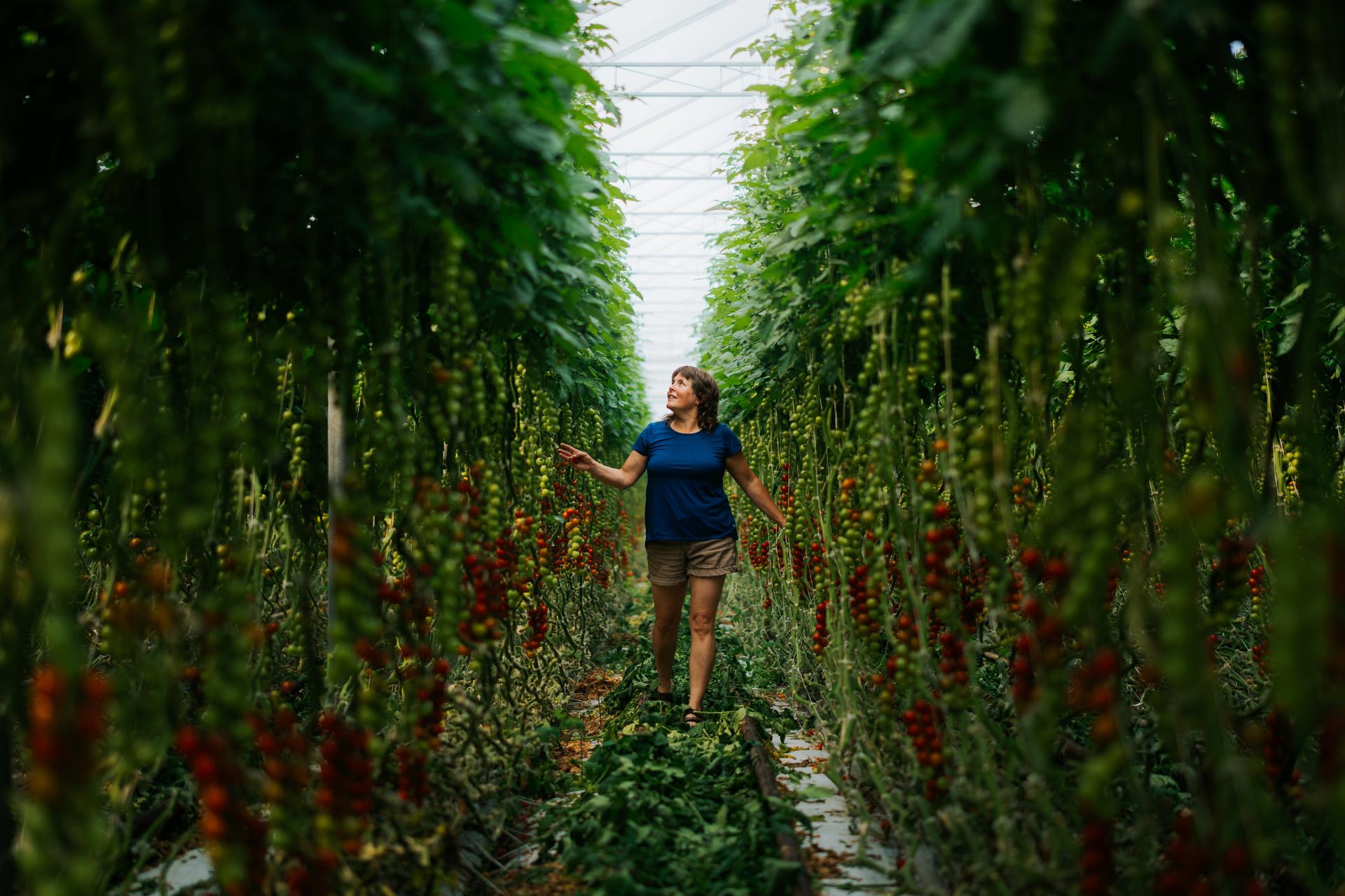 Person walking by rows of vines inside a greenhouse