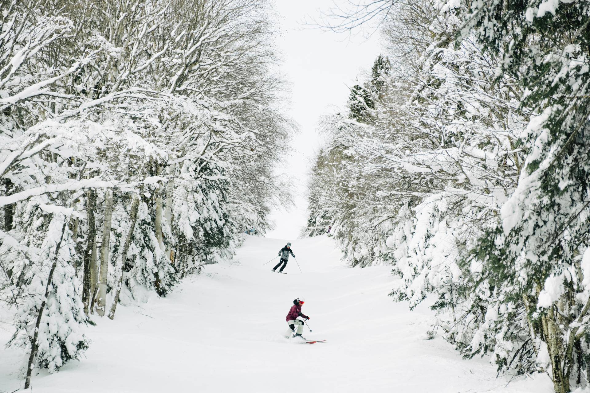 Two people skiing down a hill between rows of snow-covered trees.