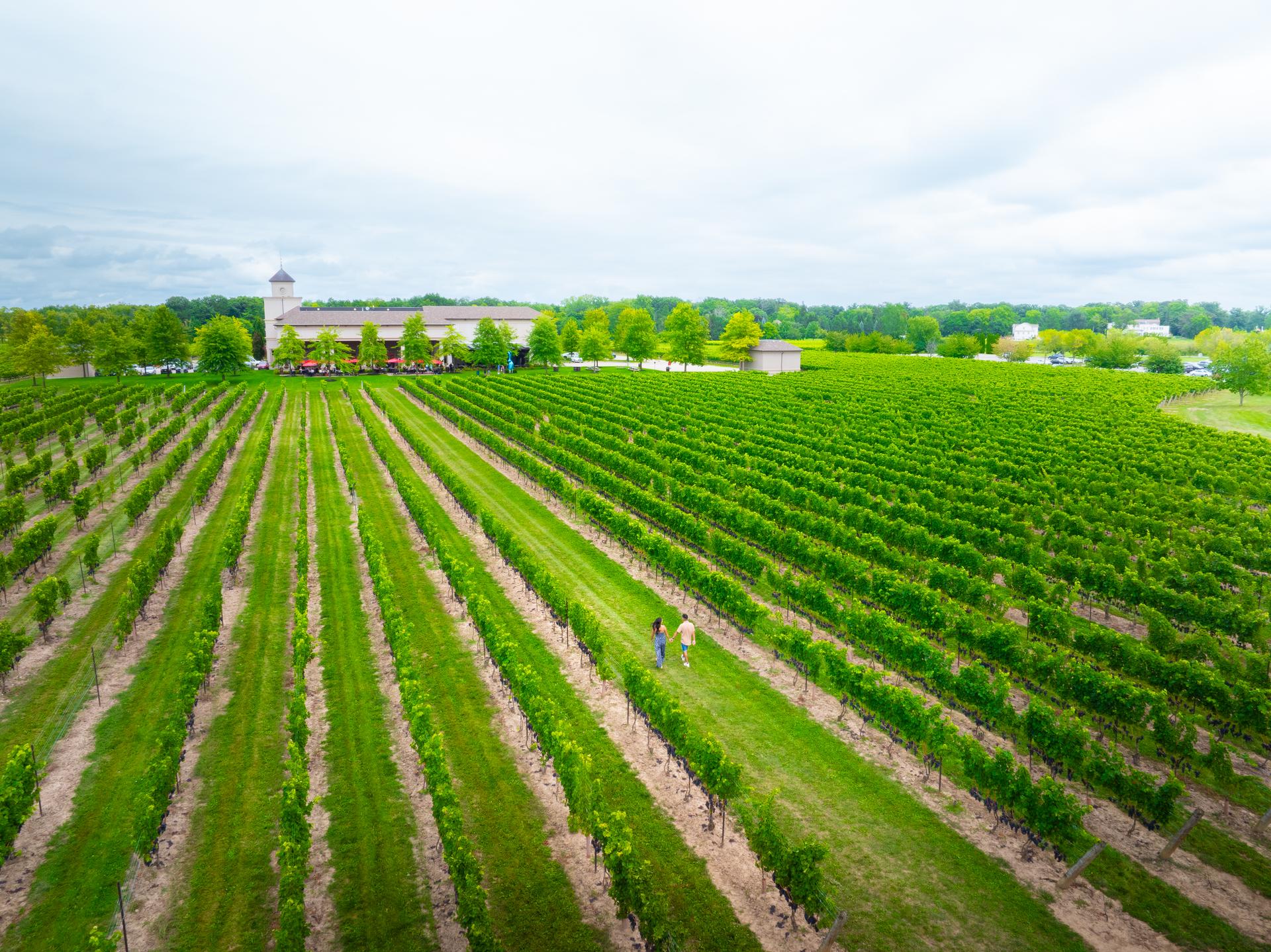 Two people walking hand-in-hand through the vineyards at Two Sisters Vineyards.