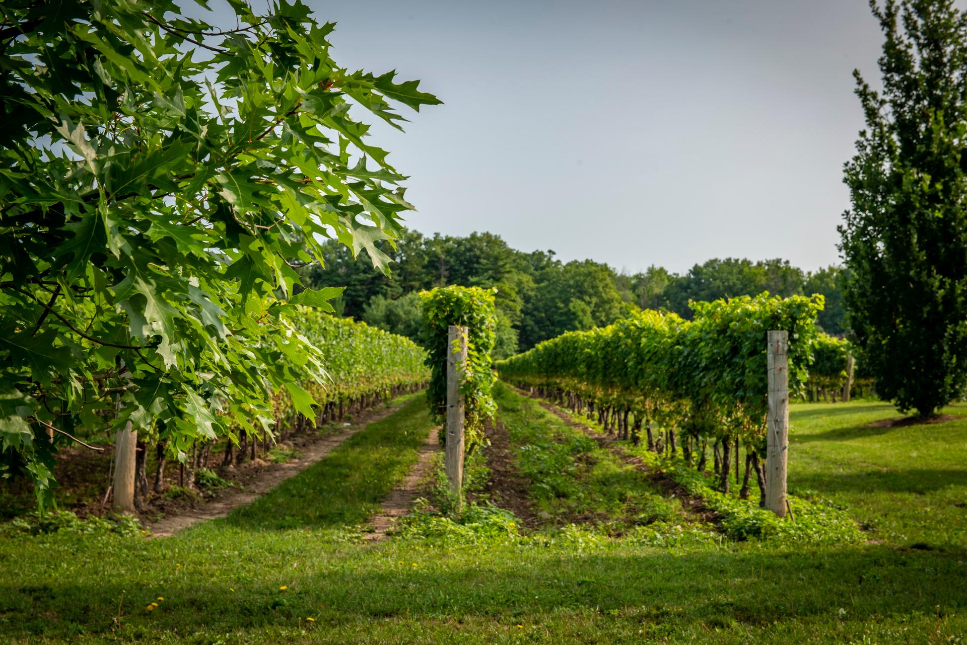 Rows of grapevines at a vineyard.