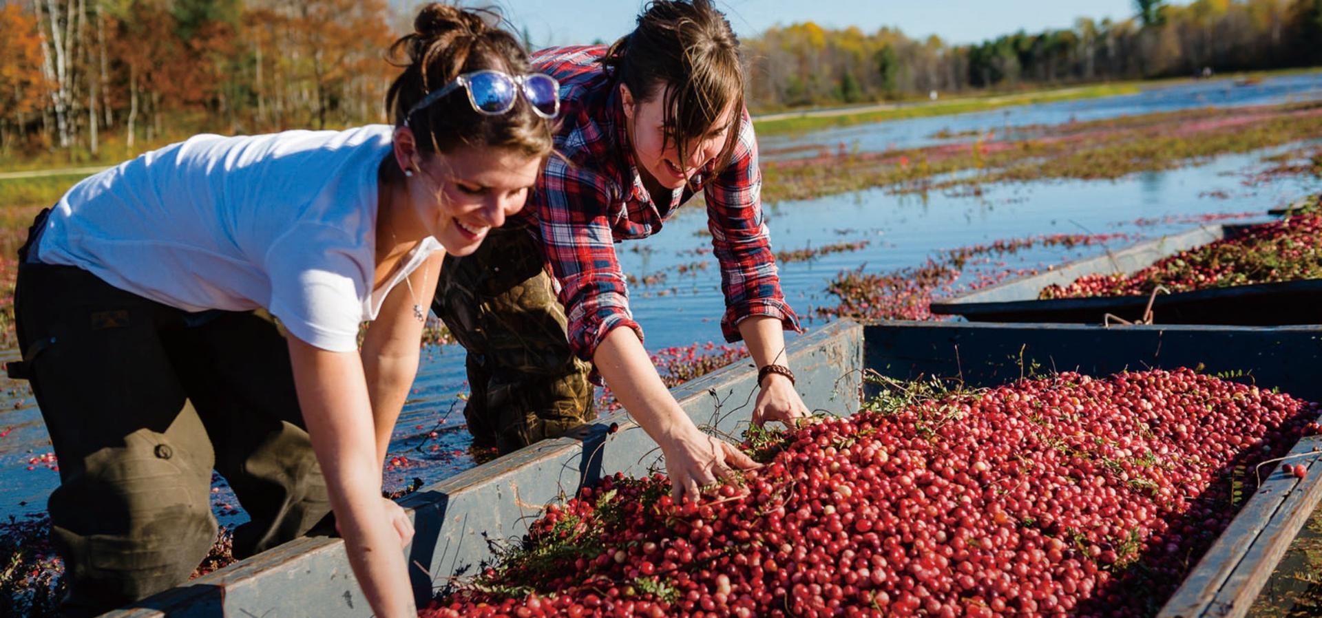 JohnstonsCranberryMarsh