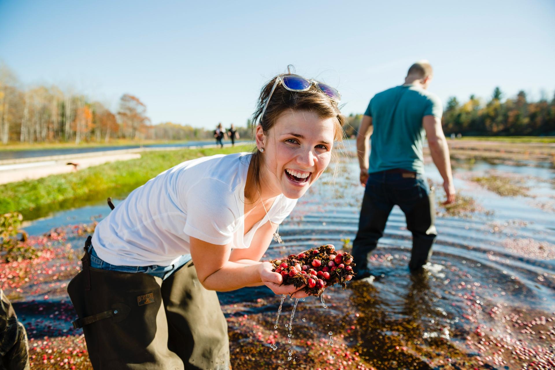 Cranberry Harvest