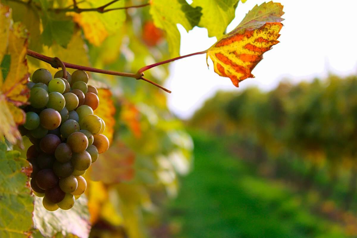 Okanagan Valley