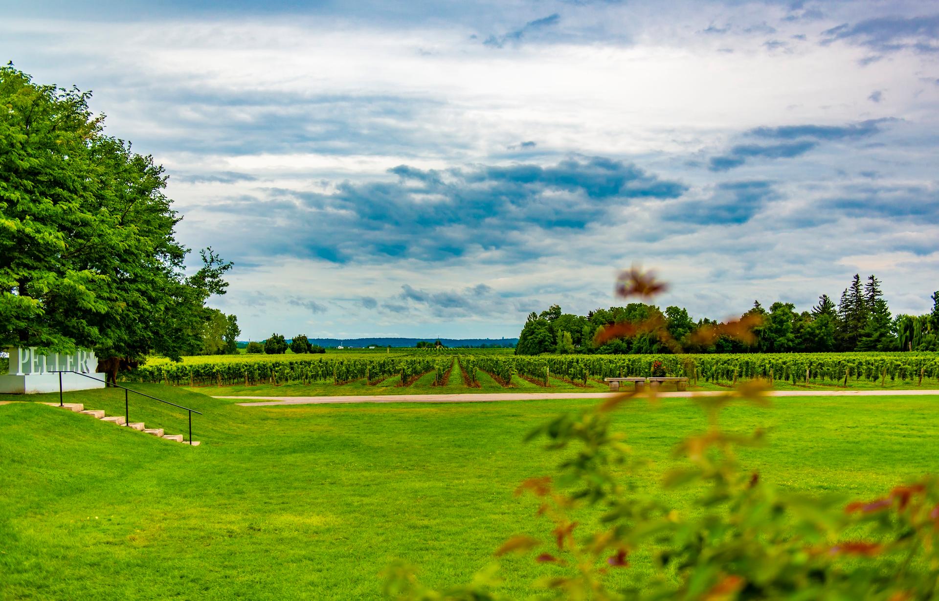 The grounds and vineyard at Peller Estates Winery.