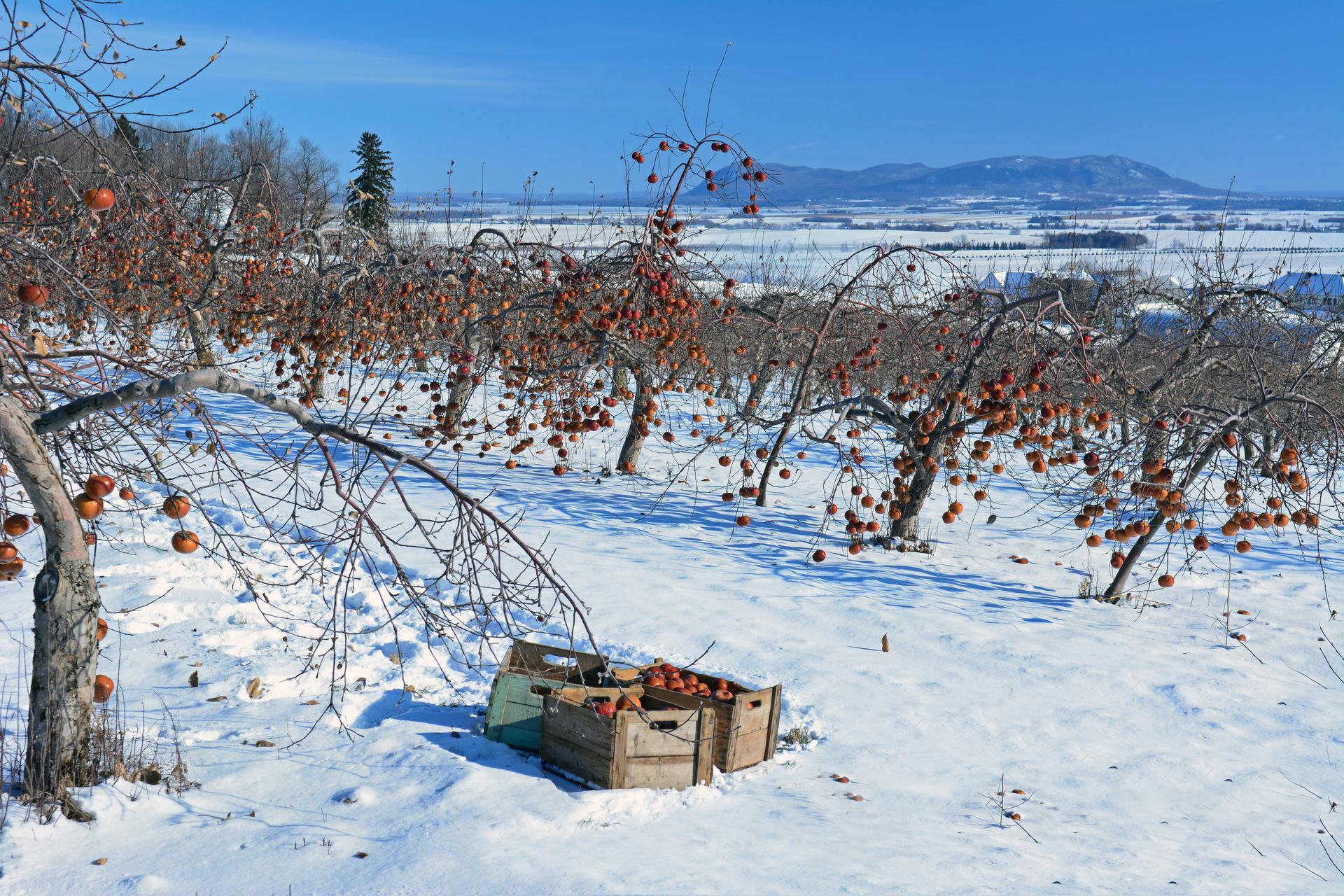 Box in the snow
