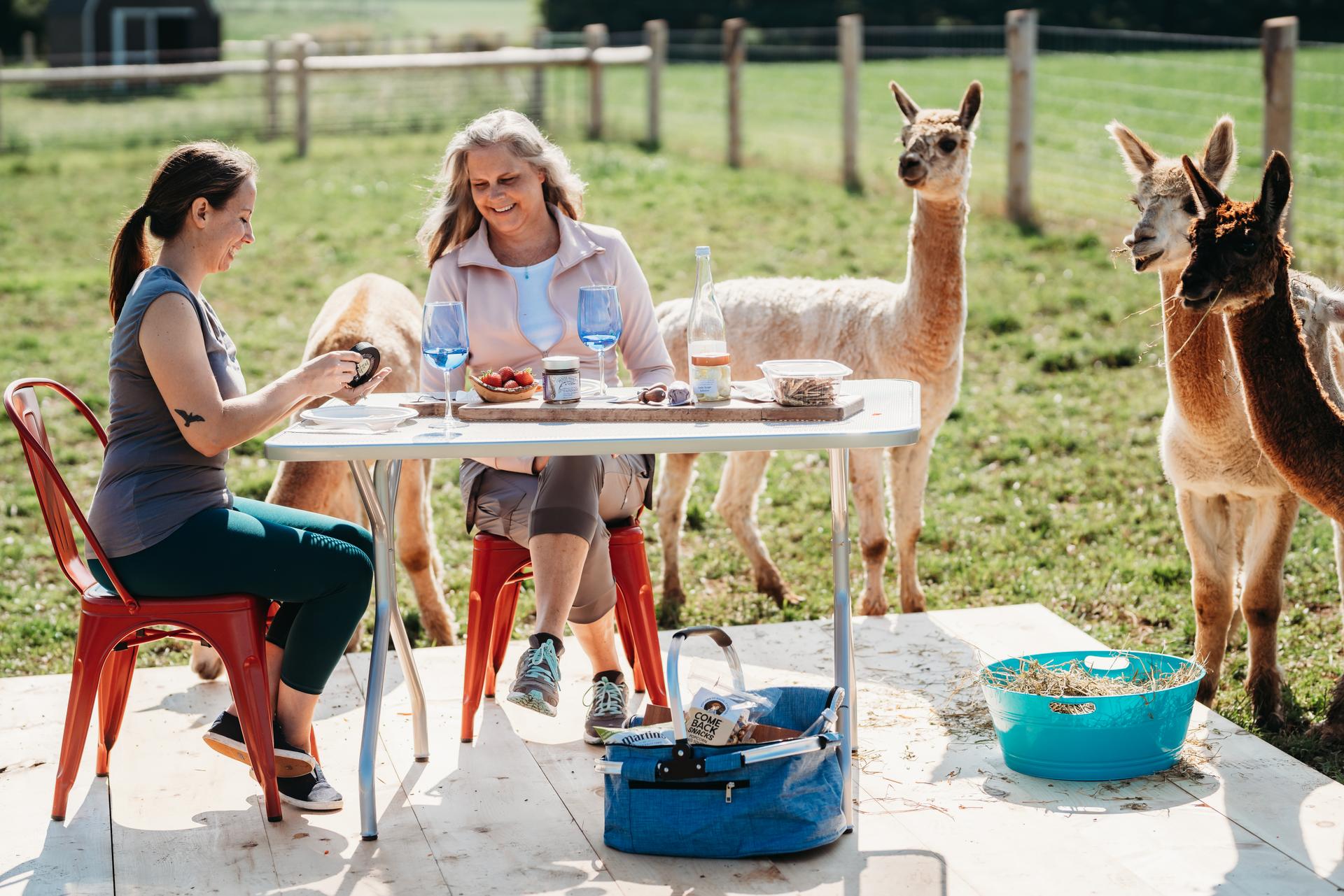 Two people seated at a table near a group of curious alpacas in a fenced pasture