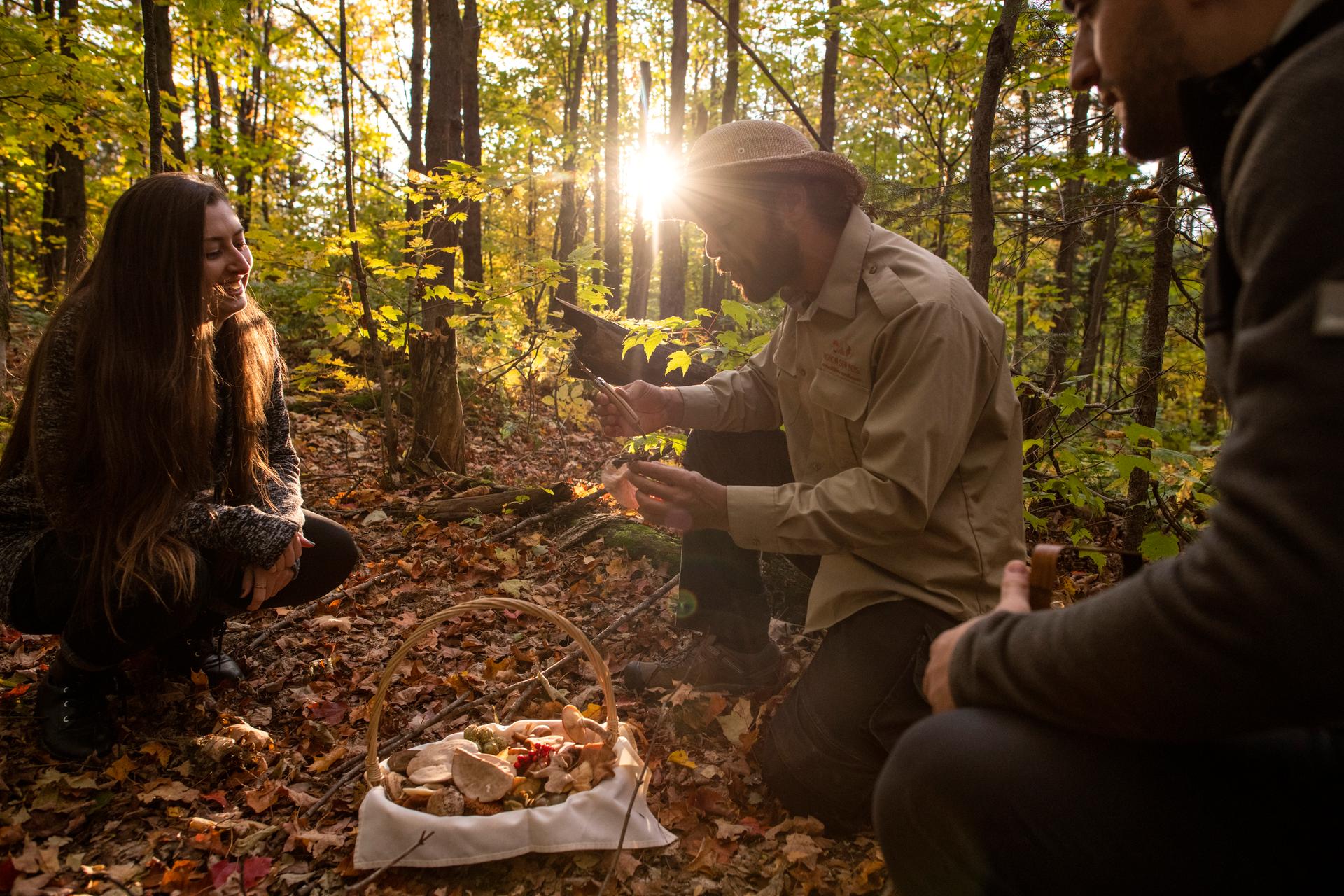 People foraging for mushrooms in a sunlit autumn forest