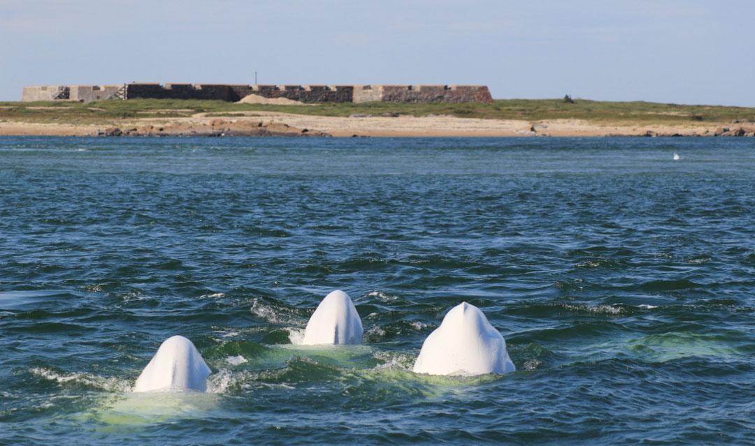 ベルーガ(シロイルカ)