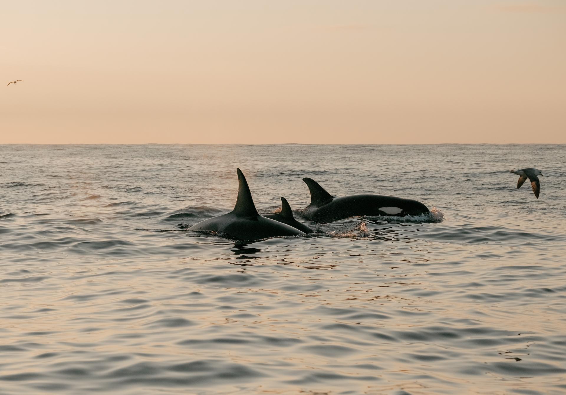 Group of orcas swimming near the ocean surface at sunset