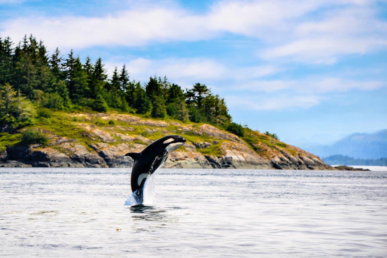 Orca jumping out of the water