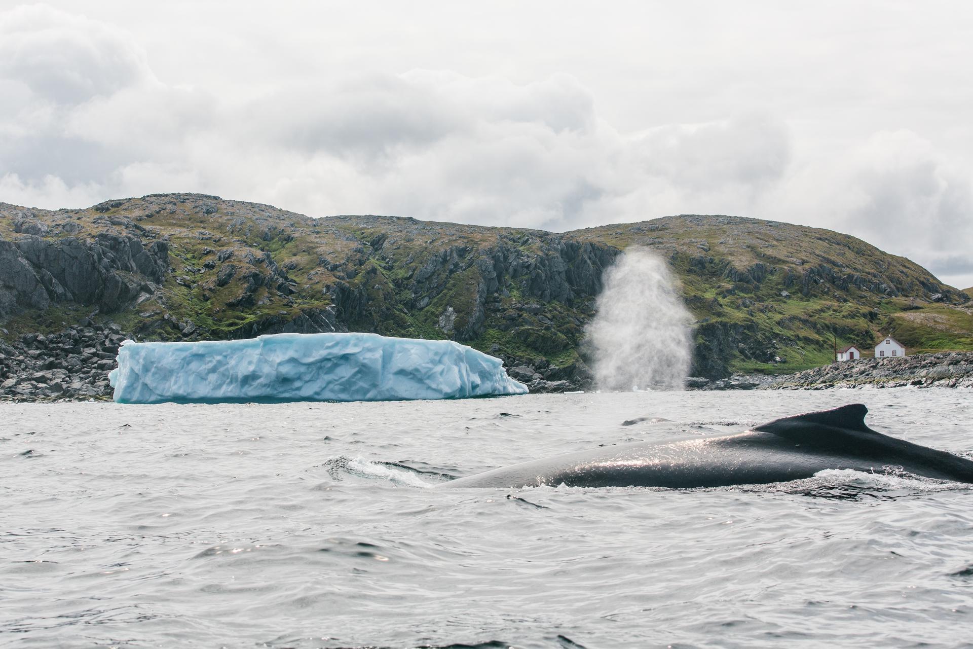 Whale surfacing near an iceberg along the rocky coast of Newfoundland and Labrador
