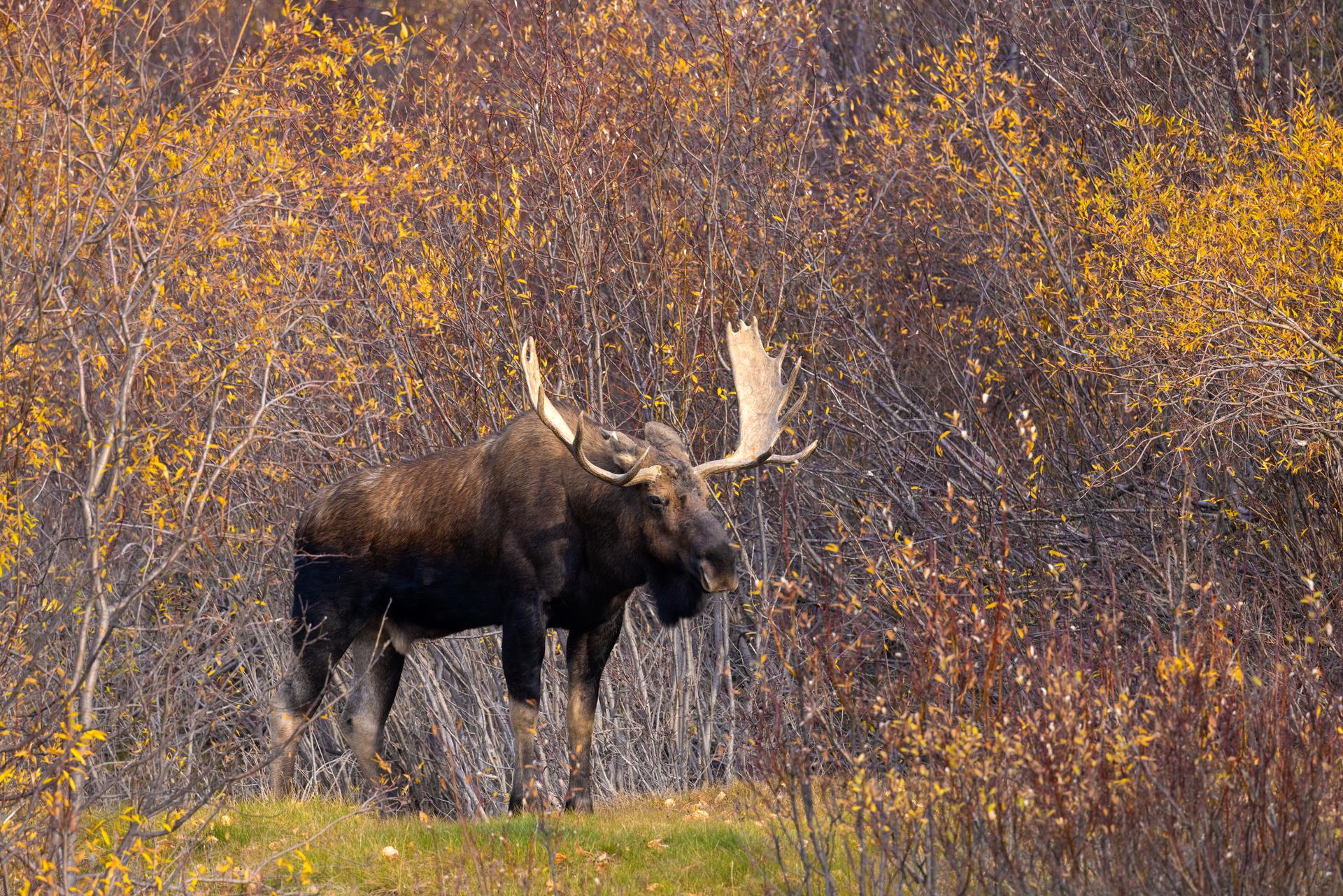 A moose standing in the trees