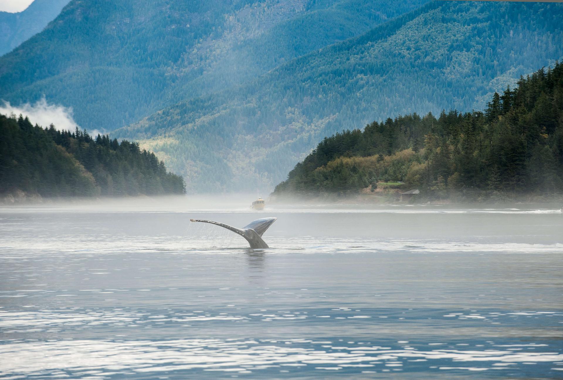 Humpback whale surfacing near Vancouver Island during a whale-watching tour in British Columbia, Canada.