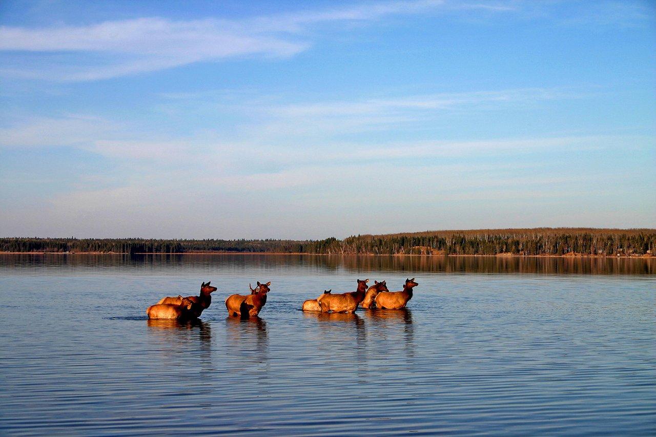 Elk swimming at Waskesiu Lake beach and forest in Prince Albert National Park, Saskatchewan.