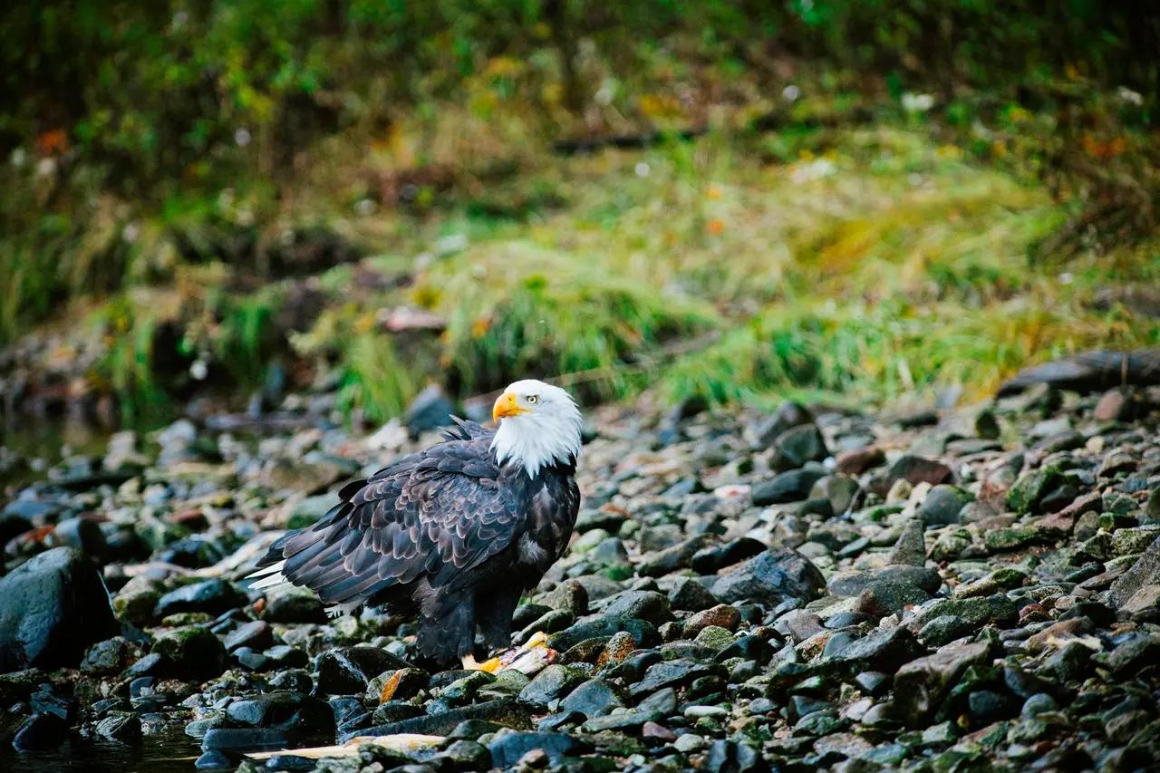 A bald eagle on a rocky riverbank, supporting the bald eagle section’s point that winter salmon runs create unusually dense eagle-viewing opportunities.