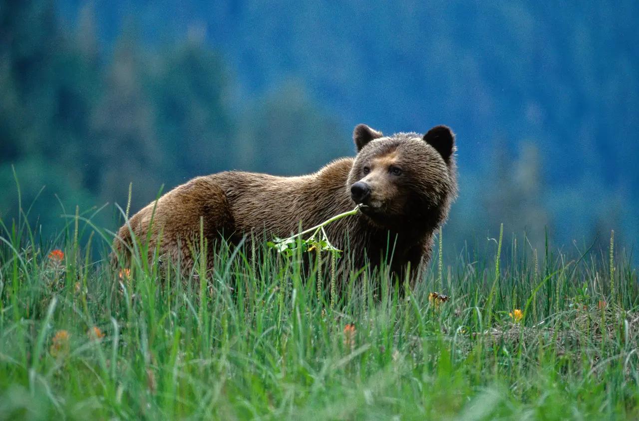 A grizzly bear standing in tall grass with mountains behind, illustrating the grizzly-viewing portion of the article that emphasizes responsible tours and protected areas.