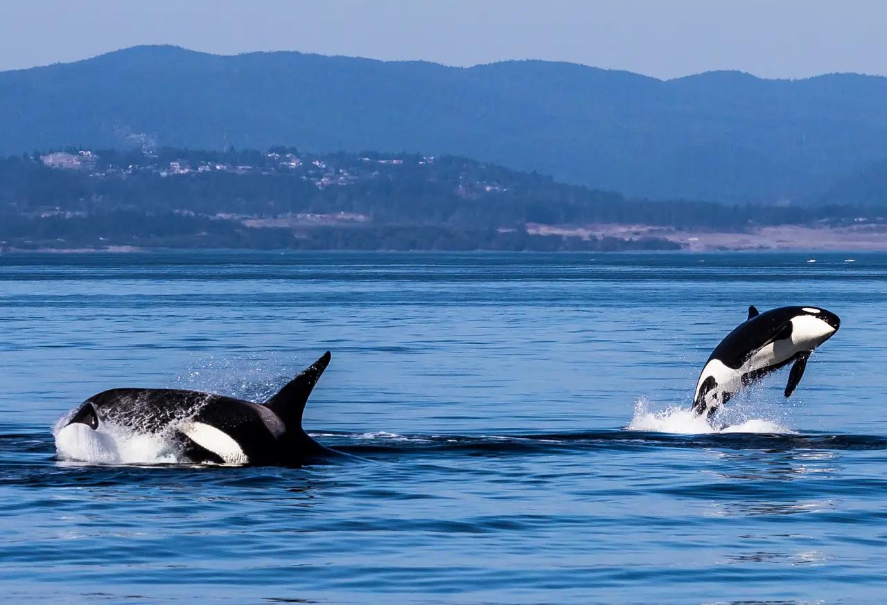Orcas surfacing and breaching in coastal waters, grounding the orca section in the kind of encounter the article says is possible in the Georgia and Johnstone straits.