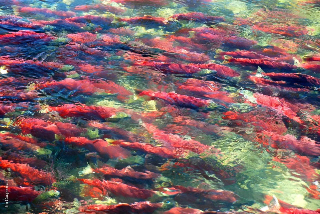 A dense school of salmon moving through clear river water, representing the salmon run as the food-chain moment that powers many other wildlife sightings in BC.