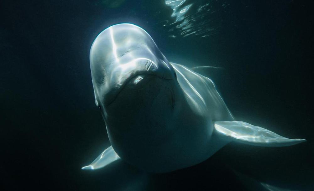 チャーチル イメージ