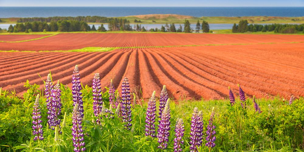 赤毛のアンの島で触れるサステナブルで豊かな暮らし