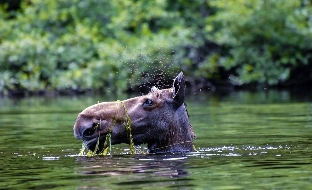 セント・ローレンス川 イメージ