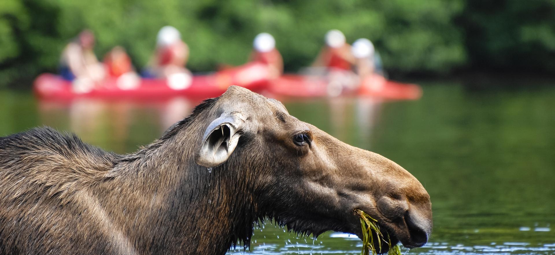 セント・ローレンス川