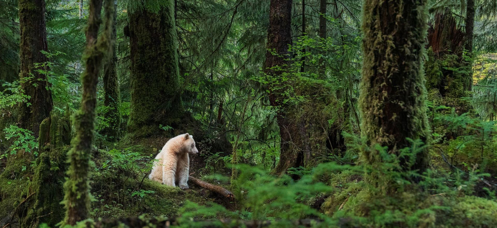 グレート・ベア・レインフォレスト