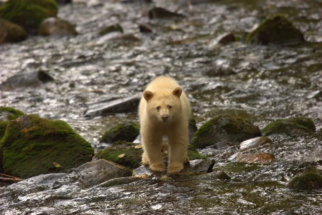 A white Kermode (Spirit) bear standing in a mossy stream, reinforcing that this experience is location-dependent and tied to guided access in the Great Bear Rainforest.