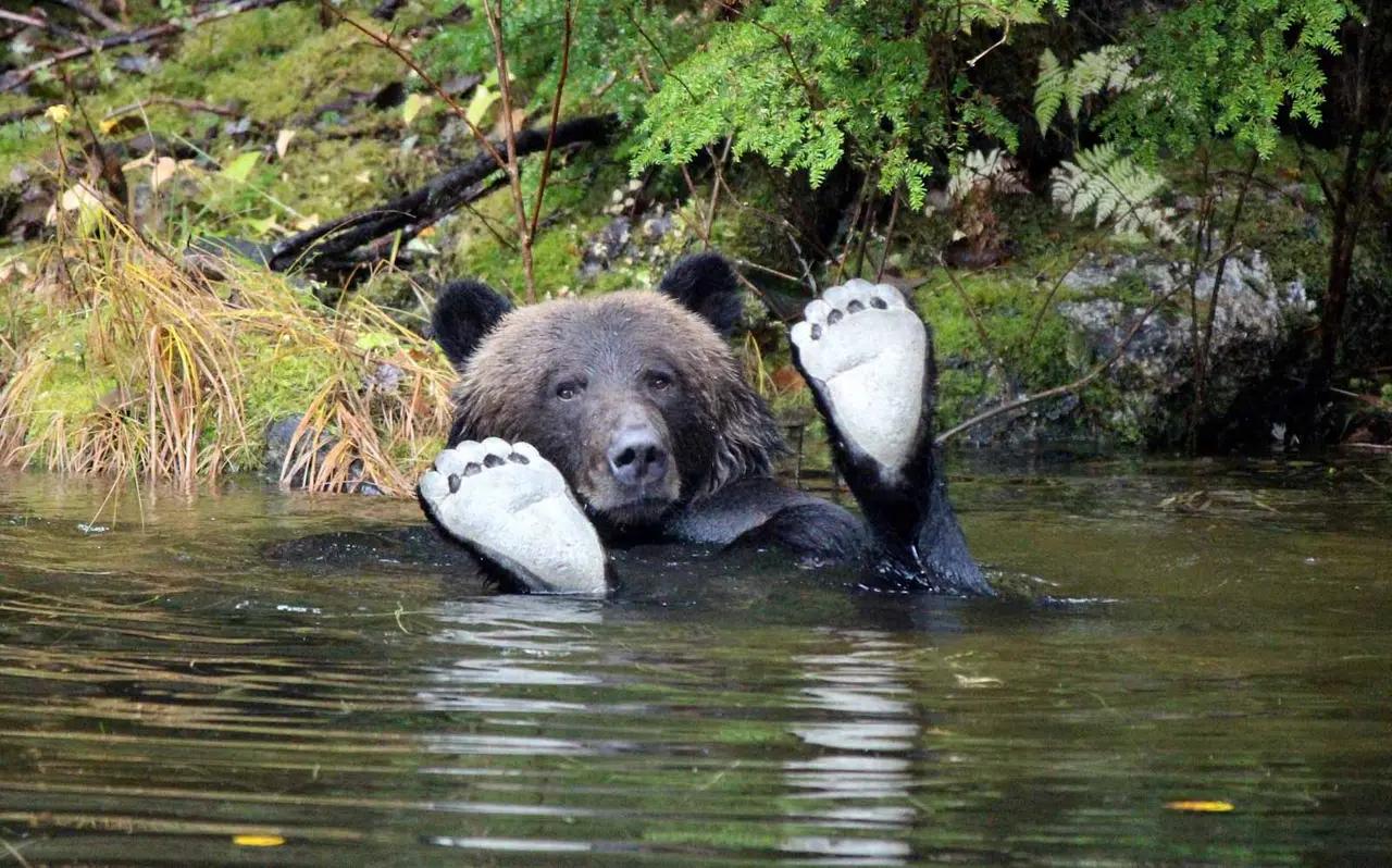 A grizzly bear in shallow water raising its paws, signaling that the article covers close-range wildlife viewing opportunities in British Columbia—not just distant sightings.