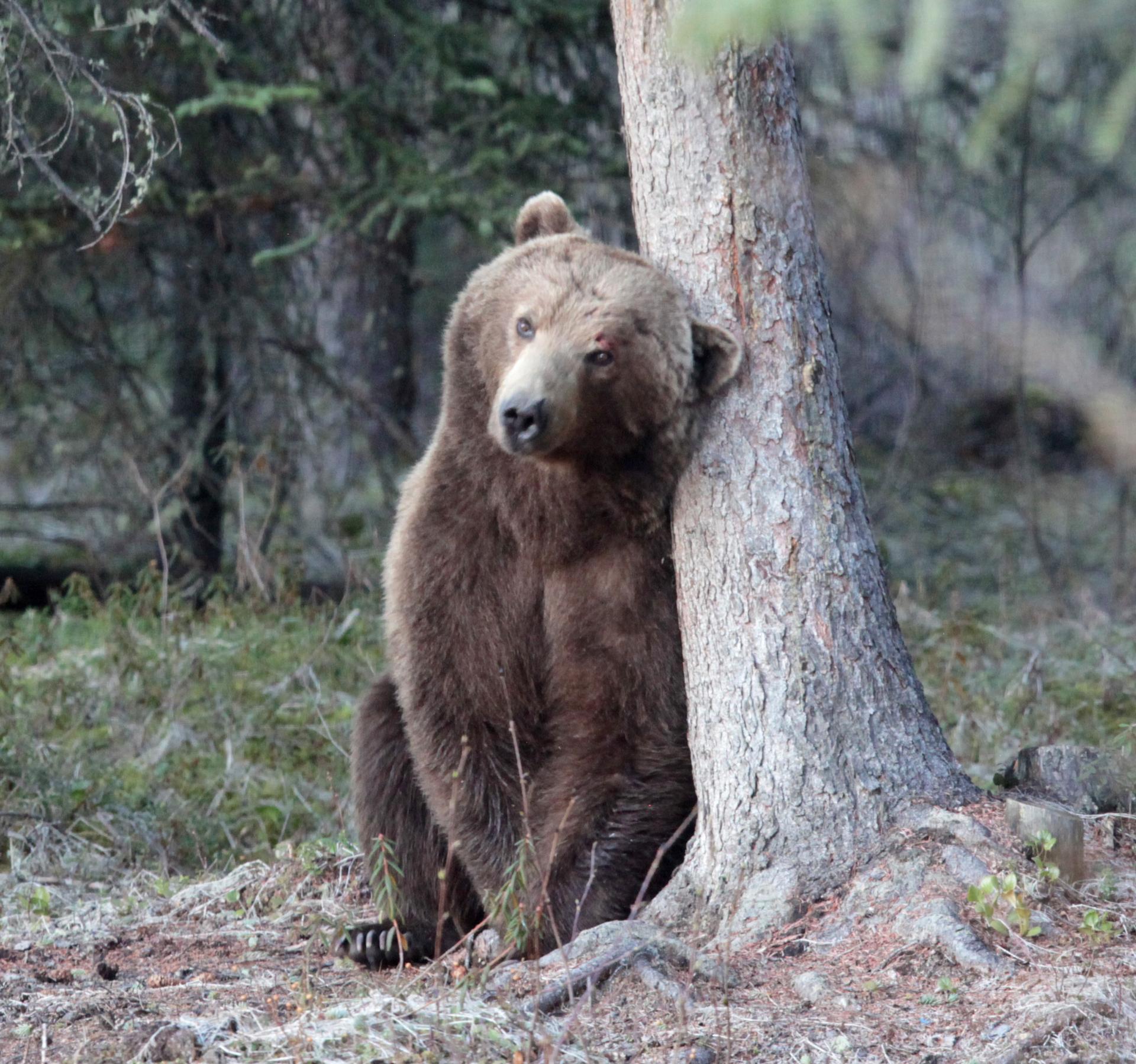 Grizzly bear leaning against a tree at Tincup Wilderness Lodge in Yukon