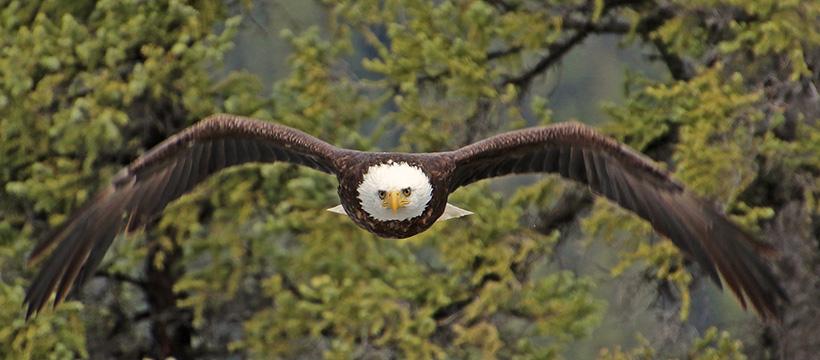 Bald eagle flying at Tincup Wilderness Lodge, Yukon