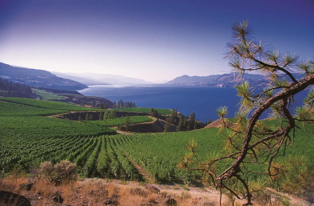 Lush green vineyard rows sweeping down a hillside toward the deep blue waters of Okanagan Lake, framed by a pine branch in the foreground and layered mountain ridges receding into a hazy blue sky — the heart of BC wine country on the 1,260-kilometre Mountains & Vineyards Circle Route through the Okanagan Valley and Kootenay Rockies.