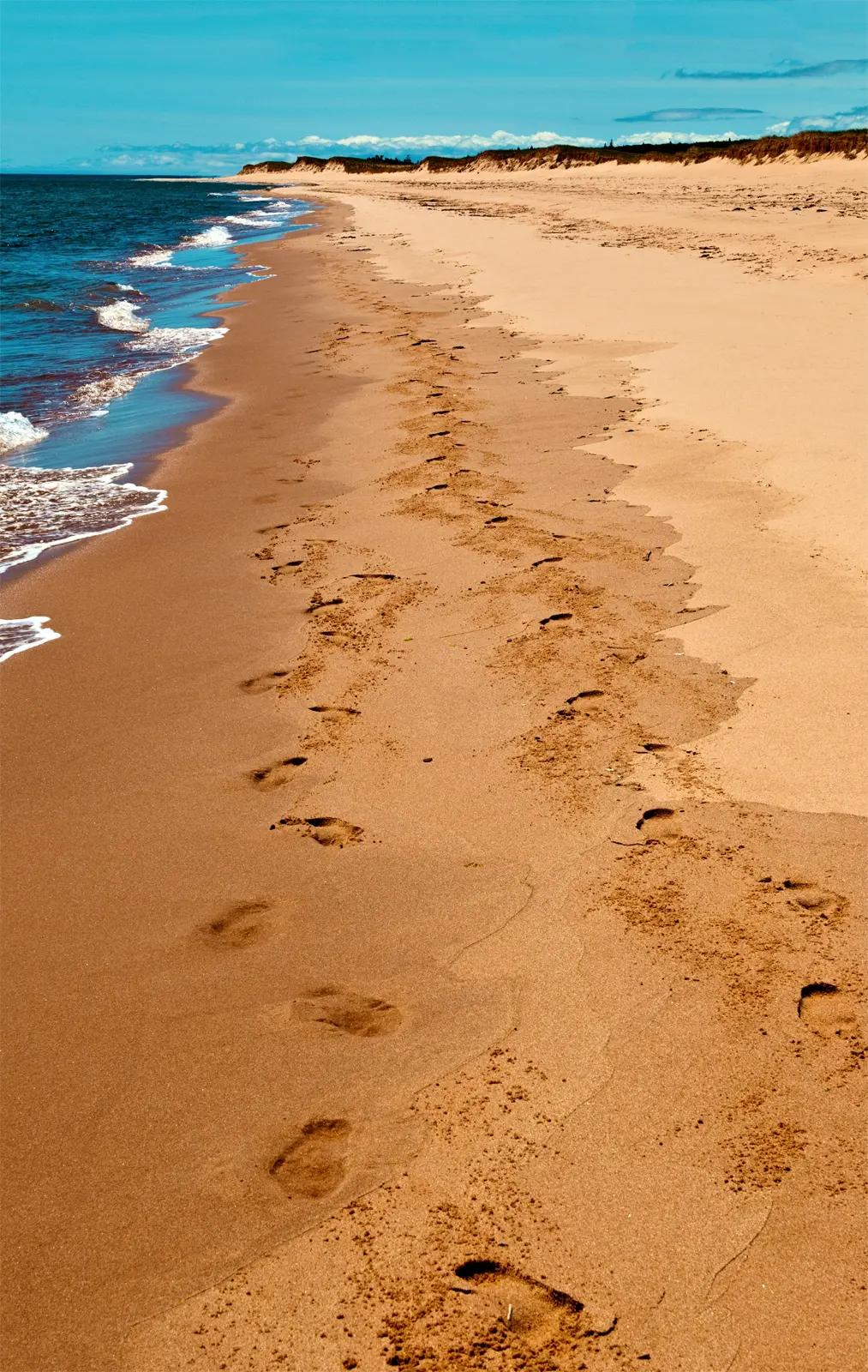 Bare footprints trailing across smooth, warm golden sand at the water's edge on the Singing Sands beach at Basin Head Provincial Park, PEI — a nine-mile stretch said to have some of the warmest waters north of Florida, where the beach's high silica and quartz content makes the fine sand squeak underfoot as you walk.